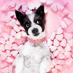 Unique style paws Dog Collar Metal Buckle Collar - Image 4