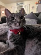 Soft Corduroy Cat Collar with Bell and Bowtie, Safety Breakaway Clasp, - Image 8