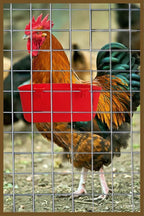 5 Pack Cage Cups Chicken Birds Feeder Water Bowl 25 OZ Rabbit Feeding Watering - Image 4