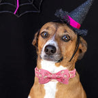 Elegant Little Tail Dog Collar - Image 5