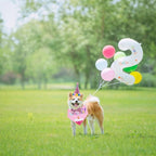 Pet Birthday Party Set with Hat and Bandana - Image 7