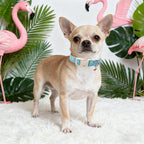 DOGWONG Spring Summer Dog Collar-Cute Flamingo Dog Collar, Adjustable Soft - Image 4