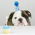 6pcs/Pack Mini Dog Party Hats for Small XS Cat Puppy Doggie Kitten Rabbit - Image 7