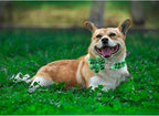 Lionheart glory St. Patrick's Day Dog Collar - Image 5