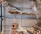 Bird Parrot Ladder Perch for Cage, Nature Wooden Bird Bridge Exercise Stands - Image 3