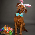Lionheart Glory Easter Dog Collar - Image 5