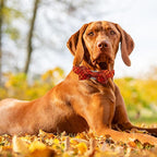 Fall Dog Collar, Pet Collar - Image 6
