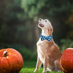 Halloween Dog Collar, Ghost Print Adjustable Pet Collar Blue Cute Cotton Soft - Image 6
