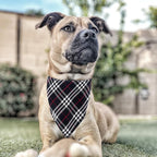 Yizepet Dog Collar with Bow Tie- Adjustable pet Collar - Image 5