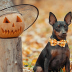 Halloween Dog Collar, Pet Collar Bow Fall Pet Collar Girl Boy Holiday Collar - Image 6