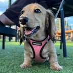 Best Pet Supplies Voyager Step-in Air Harness - Image 6