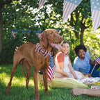 Lionheart glory American Flag Dog Collar, 4 of July Dog Bow Collar Heavy Duty - Image 5