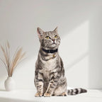 Breakaway Cat Collar with Bell, Safety Buckle Kitten Collar, Elastic Strech - Image 7