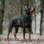 Fida Heavy Duty Dog Collar 1.5” Width, Ultra Soft Neoprene Padded, Adjustable - Image 7