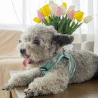 AIITLE Dog Harness, No-Pull Cat Harness - Image 6