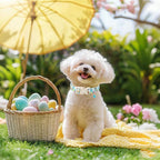 Easter Dog Collar for Puppy Small Dogs - Image 5