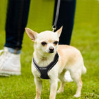 PetiFine Step in Small Dog Harness and Leash Set, Breathable All Weather Air - Image 8