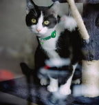 Airtag Cat Collar Breakaway, Safety Kitten Collar - Image 7