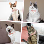 Cat Collar Breakaway, Cat Collar - Image 6