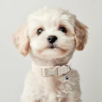 Cute Corduroy Dog Collar - Image 2