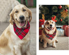 Birthday Plaid Dog Bandana - Image 8