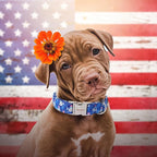 Unique style paws Independence Day Dog Collar Metal Buckle Hat Shark Collar - Image 4