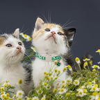 Lionet Paws 2pcs Pack St. Patrick Cotton Cat Collar, Breakaway Buckle - Image 7