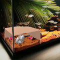 Natural Shrimp Cave for Aquarium – Safe Fish Tank Decor, Breeding Hideout for by CPLIKE