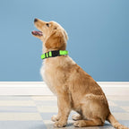Reflective Dog Collar, Adjustable Soft Neoprene Padded Nylon Pet Collars - Image 2