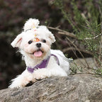 AIITLE Escape Proof Dog Harness - Image 9