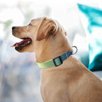 Roses&Poetry Dog Collar for Large Dogs - Image 7