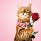 Faygarsle 2 Pack Valentine's Day Cat Collar Cute Loving Heart Printed Collar - Image 6