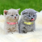 azuza 4 Pack Kitten Collar Breakaway - Image 4