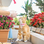 SCENEREAL Breakaway Cat Collars - Image 5