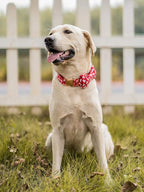 Elegant little tail Dog Collar - Image 5