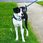 Blue Dog Collar Basic Adjustable Dog Collars - Image 2