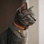 Breakaway Cat Collar Leather - Image 9