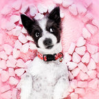 Unique style paws Valentine's Day Dog Collar Plastic Buckle Collar - Image 4