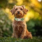 St Patricks Day Dog Collar for Large Dogs - Image 3