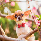 Beirui Cute Extra Small Dog Harness Collar and Leash Set - Image 5