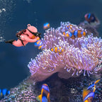 onesimcr Floating Fish Tank Decorations, Aquarium Decorations, Lovely Diver - Image 4