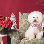 Christmas Dog Collar - Image 6