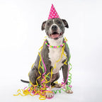 Beaded Dog Necklace Collar, Adjustable Jewelry-Inspired Design - Image 2