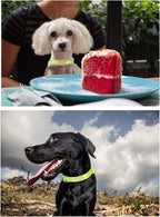 Nylon Dog Collar - Image 3