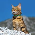 Breakaway Cat Collar Leather - Image 9
