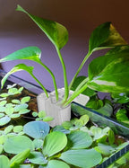2 Pk Upgraded Aquarium Plant Holder, 3-Hole Hanging Aquarium Plant Holder - Image 2