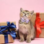 SCENEREAL Cat Collar with Bells, Safety Kitten Collar - Image 7