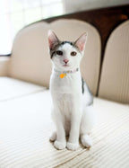 Cat Collar Breakaway with Bells, 3 Pack Safety Adjustable Pet Collars - Image 6