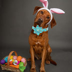Lionheart glory Easter Day Dog Collar - Image 5
