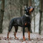 Fida Heavy Duty Dog Collar 1.5” Width, Ultra Soft Neoprene Padded, Adjustable - Image 7